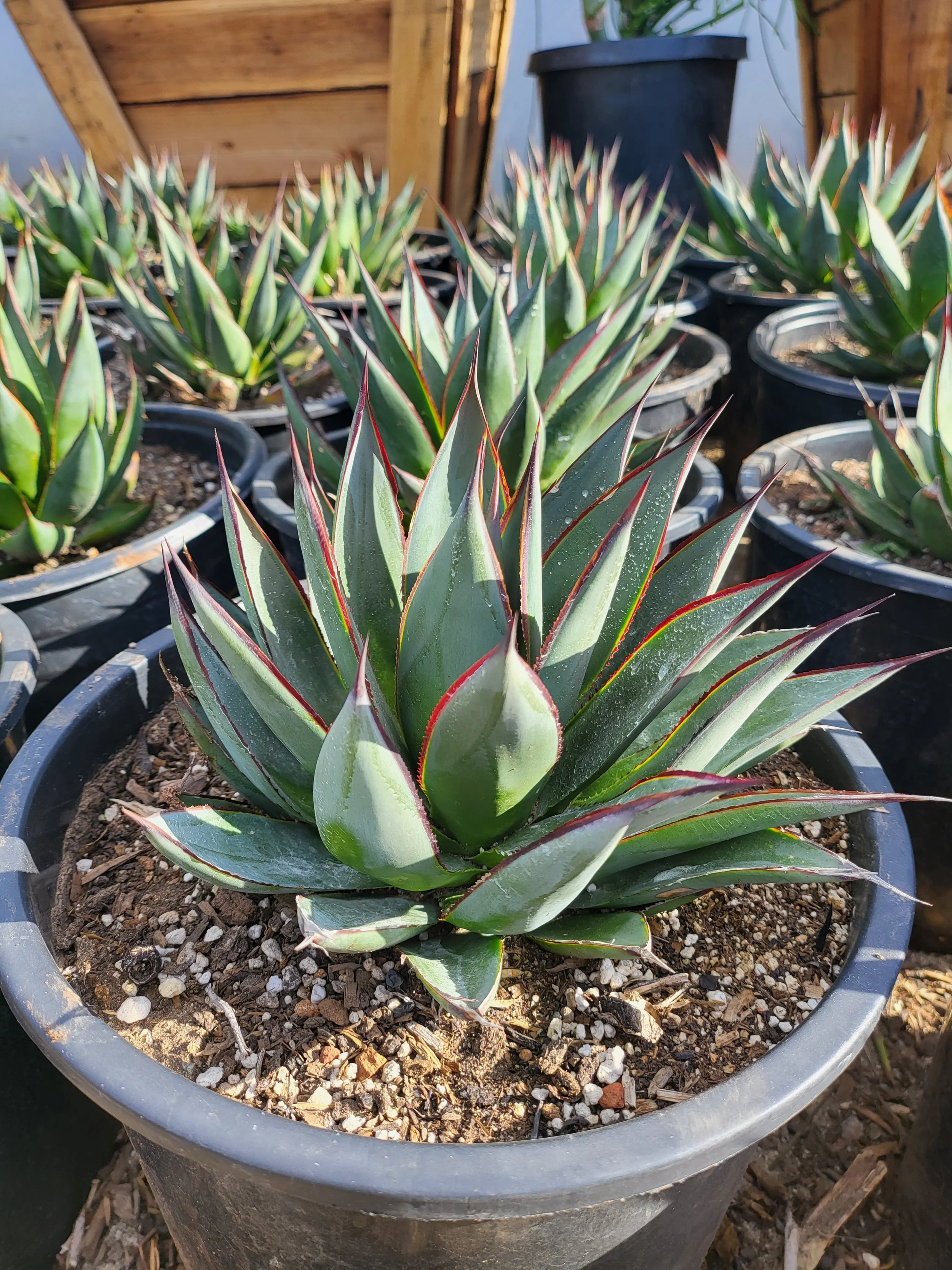 アガベ Agave ' Glow' 267 Agave Blue Glow — GDNC Nursery